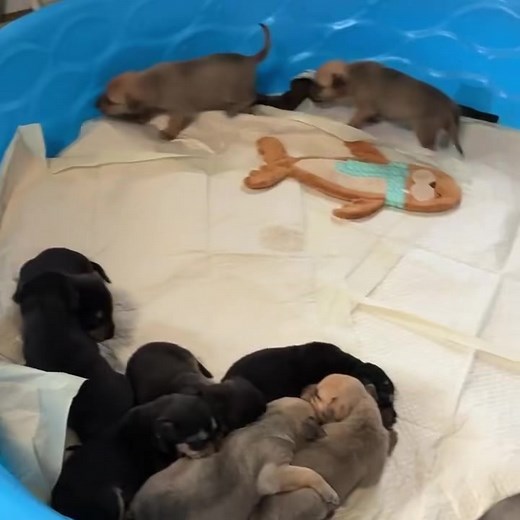 🐾 URGENT FOSTER CALL – COLORADO SPRINGS & SURROUNDING AREAS! 🐾 The heartbreaking little cries you’re hearing? They’re coming from 10 tiny puppies and their sweet Momma, all desperately needing a safe place to land here in or around Colorado Springs. 💔🍼 And they’re not alone — another Momma and her 6 newborn babies also need a calm, loving foster home. That’s 2 Moms and 16 babies who cannot wait — they need fosters immediately to stay safe and healthy. At risk of being euthanized 11/30 (in a 