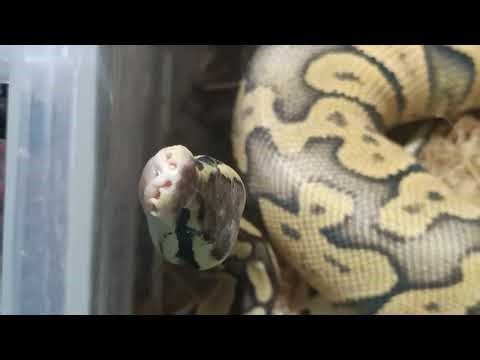 Fresh Shed! Superfly Orange Dream Chocolate Ball Python Wants to Say Hi!