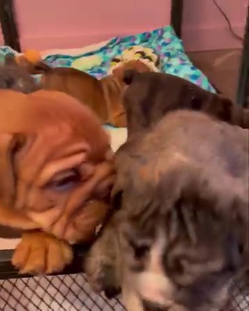24K views · 820 reactions | After supper messy pants! 藍藍藍 Clean up time while they play. ❤️ | Spoiled Rotten Bulldogs - English bulldog breeder | Facebook