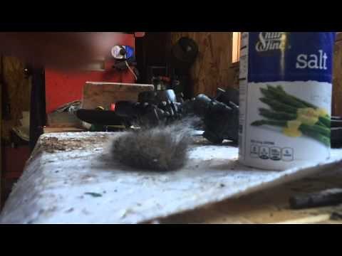 How to preserve a squirrel tail