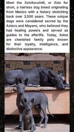 Ancient & Hairless: Meet the Xolo Dog Breed!