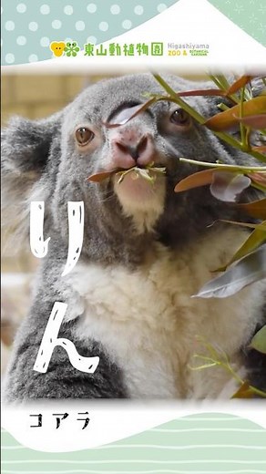 【東山動植物園公式】りん～ある日のコアラたち～《 コアラ 》