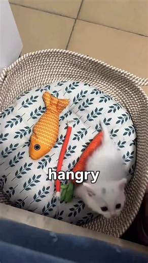 AnimaLInc (@animalinc6)’s videos with original sound - AnimaLInc