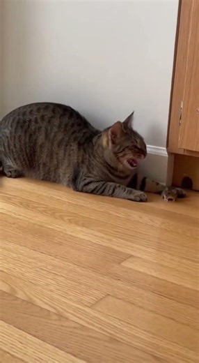 Mouse Said “Help!” 😭🐭. #viral #cat #funny