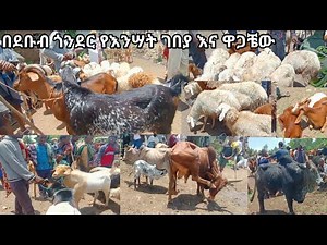 የበአል ገበያ በደቡብ ጎንደር ሰንጋ በሬ የቆላ ፍየል ሙክቶች ፍየል እና በግ ፍየሎች ለርቢ እኛ ሀገር በጣም ርካሽ ነው እስከ ዋጋቼው ተመልከቱ