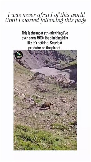 WildSide_Planet on Instagram: "- The video depicts a massive grizzly bear effortlessly ascending a near-vertical rocky slope in what appears to be Yellowstone National Park, using powerful bounds to cover steep terrain that would challenge human climbers. - U.S. National Park Service data confirms grizzlies reach speeds of 35 mph uphill—faster than an Olympic sprinter on flat ground—due to hind leg muscles generating explosive force equivalent to 10 times their body weight. - Such feats enable g