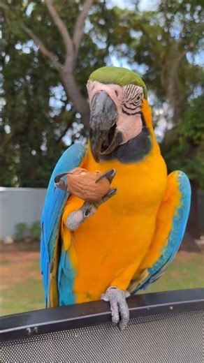 Beautiful Macaw Cracks a Nut! 🦜🥜 | Nature’s Smart & Colorful Bird