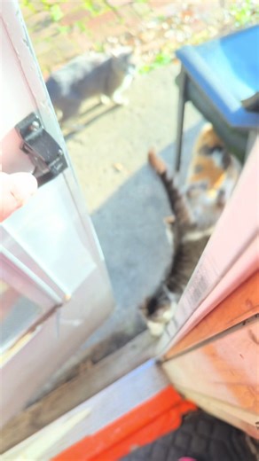 Today was a beautiful day 🔆 went outside to hang with the kits for a little bit #springtime