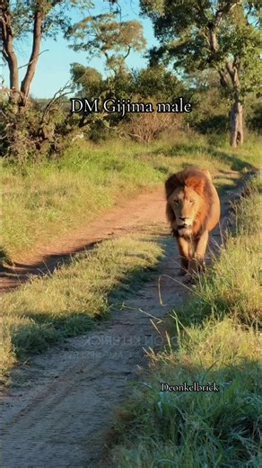 Gorgeous DM Gijima at MalaMala Game Reserve 🦁👑 Long Live King! #gijima #malamalagamereserve
