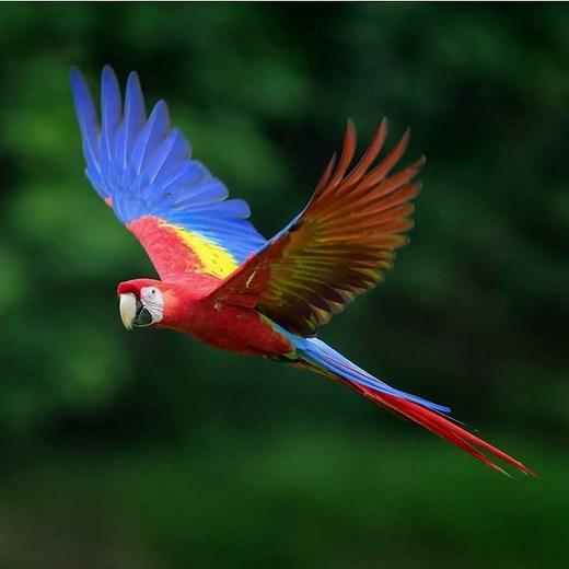 Scarlet Macaw Sound Effect