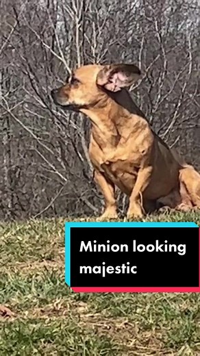 Majestic Minion Enjoying a Spring Day at Narroway Homestead