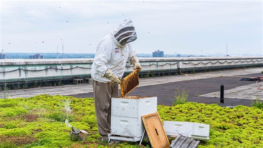 Beekeeper shows off hive at this secret downtown Detroit spot