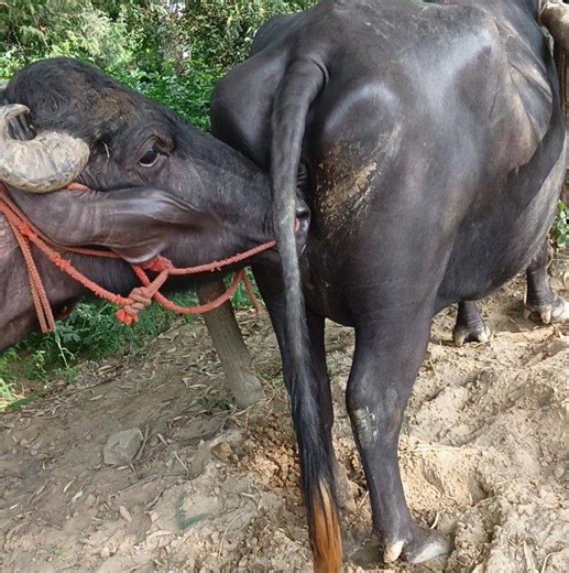 😅😅😅🥰😅😅 | all animal matting