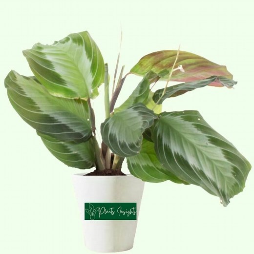 How to Grow and Care for Maranta Silver Band