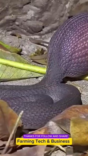 Video on How Snakes Easily Swallow and Why they swallow Eggs. #snakesofinstagram #snake #snakeandegg | Farming Tech& Business