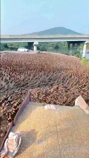 Corn kernel feeding method: efficient feeding skills