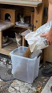 ✅ We Built a Street Shelter for Stray Cats