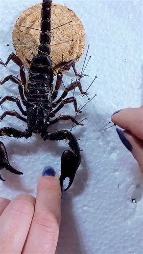 Preserving a scorpion using real 24ct gold #scorpion #animalcrossing