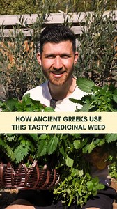 You have probably seen this prickly weed growing in your backyard around this time of the year! 🌱 Referred to as ‘Stinging nettle’ due to its tiny spiked hairs that will leave you an irritating sting and rash! 🦂 Whilst most people stay away from it, In Greece where its known as ‘tsouknida’ has been used since ancient times for food and medicine 🏛️ They are packed with vital antioxidants and minerals and when cooked are super tasty and sweet! Traditionally used in ‘pita’ and ‘xorta’ 😋 Medicin