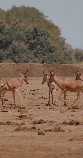 Hartebeest – The Tireless Runner of Africa
