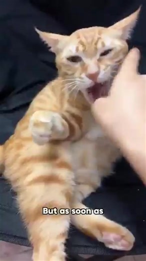 4.5K views · 123 reactions | Meet Pineapple - The world's only single-core processor cat. | Mejo Pogi | Facebook