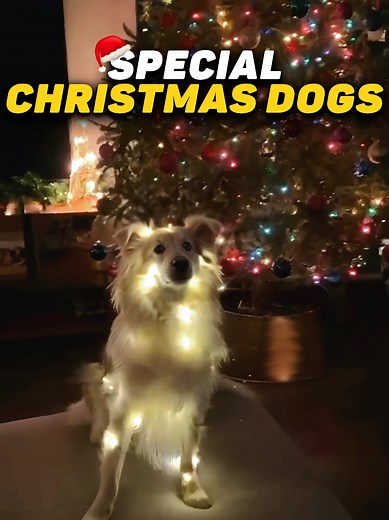Dog Christmas Special ☃️🎄 | Compilation | #dog #petscompilation #christmas