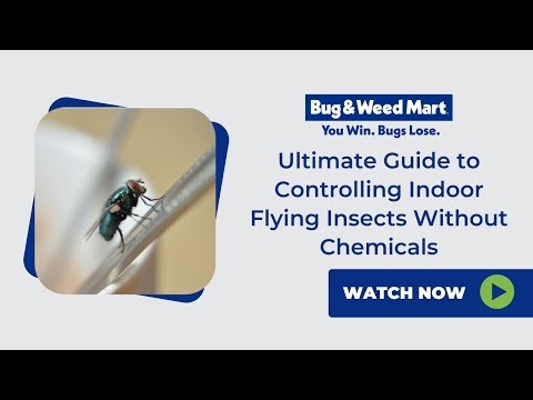 Ultimate Guide to Controlling Indoor Flying Insects Without Chemicals