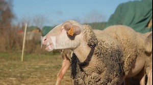 A sheep regurgitates and chewing cud. A purebred French Lacaune dairy sheep with livestock identification tags on its ears. Rumination is a crucial digestive process for ruminant animals like ewe.