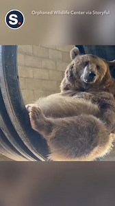 Living that carefree bear life 🐻💤 | storyful