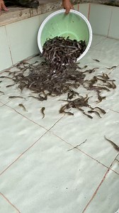 3M views · 24K reactions | Tilapia or Catfish? Same Taste, Different Heartbreaks.  Aray ko藍 #asfarmingph #hitofarming #farmph #farmingph #HitoBusiness #agriculture #negosyo #Hito #catfish | As Farming Philippines | Facebook