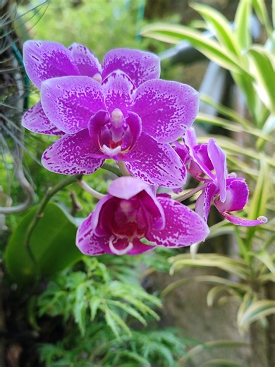 🦋🌸 How to Tie Phalaenopsis Orchid on a Tree Trunk 🌳 (Easy Growing Guide) 成功捆绑树身培养胡蝶兰 | Bunga Rama-Rama 🌿 English Version: This Phalaenopsis orchid 🦋🌸 is mounted directly onto a tree trunk using a simple natural trunk-mounting method. The roots are placed firmly against the bark and gently secured with soft ties. No potting media is used, allowing the orchid to grow naturally as an epiphyte—just like in its native habitat. When tying the plant: Do not secure the roots too tightly Ensure goo