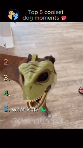 Top 5 Coolest Dogs Ever 😎🐶 | Dogs With Main Character Energy