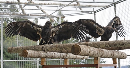 How hunters can aid the California condor's comeback
