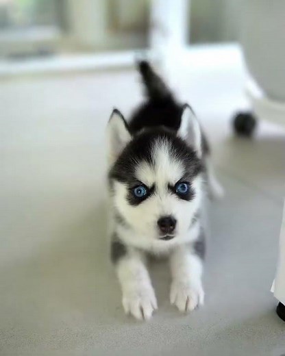 Miniature Husky 😍
