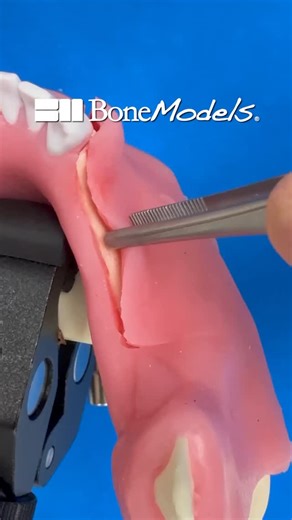 ✨ New Feature Available for BoneModels ✨ We are proud to introduce our new ultra-realistic periosteum, now available upon request with our models. As shown in the video, by carefully incising the periosteal layer, the soft tissue gains a remarkable increase in elasticity. This allows for effortless adaptation to new clinical scenarios, facilitating procedures such as flap advancement and the placement of grafts beneath the tissue without limitations. This innovation brings an even higher level o