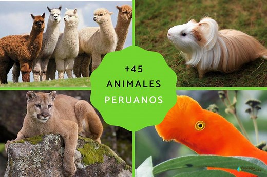 45 animales nativos del Perú - Nombres y FOTOS