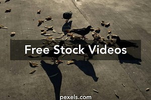 Hd Videos, Download The BEST Free 4k Stock Video Footage & Hd HD Video Clips