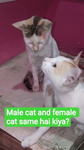 #cat #kitty #kitten #my cute baby 🥰#latest facts of kitten shorts, male and female cat kesa hota hai
