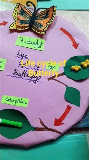 Life cycle of Butterfly 🦋🦋 #project #sciencemodel #biologymodel #lifecycleofbutterfly #projectwork