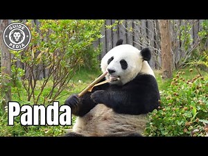 🐼 Giant Pandas Can Kill You - Here's Why Zoos Don't Want You to Know