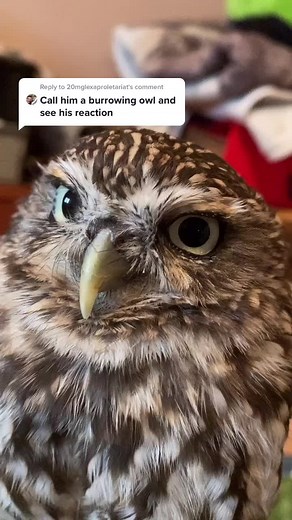 The Hooty Collective (@the.hooty.collective)’s videos with original sound - The Hooty Collective