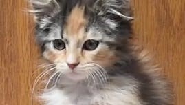 Meet Unicorn, a Loveland rescue's extremely rare male calico kitten