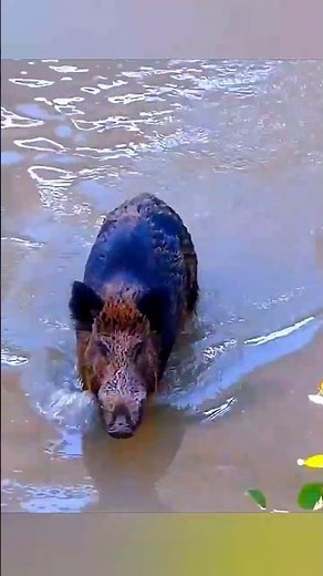 “Wild Boar Hunting Gone Intense | Ultimate Jungle Chase”#BoarHunting#WildBoar#HuntingLife#Extreme