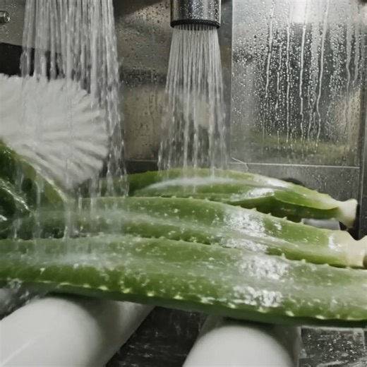 Inside the Aloe Vera Juice Factory: Green Gel to Bottle in a Fully Automated Line | AI Buzz