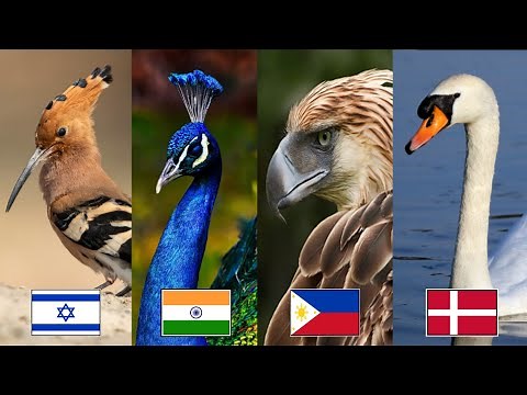 National Bird of Every Country 🦚🦜| Official and Unofficial