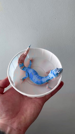 Blue Leopard Gecko: Exotic Pet Care Guide