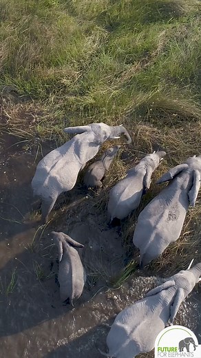 15K views · 702 reactions | 冀 Wenn Elefanten durch Wasserwege pflügen, dann setzen sie Mineralien frei, die z.b. Wasserpflanzen zugute kommen. Durch Wasser wattende Dickhäuter reißen aber auch Pflanzenteile los und das daraus entstehende Süßwasserplankton nährt zahllose Wasserwesen. #futureforelephants #waterways #worthmorealive #gardenerofeden #artenschutz #artenvielfalt #conservationmatters #biodiversity Video: Martin Harvey | Future for Elephants e.V. | Facebook