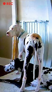Great Dane can't stand being apart from his people — watch what his dog sister does to comfort him while they're home alone 😍 | The Dodo