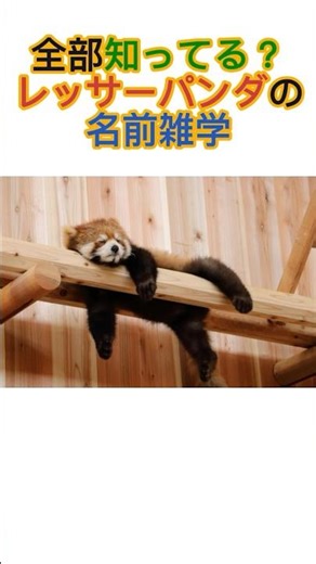 Do you know them all? Trivia about red panda names #shorts #trivia #redpanda