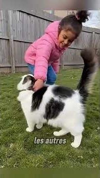 Le chat héroïque et la vengeance de son fils